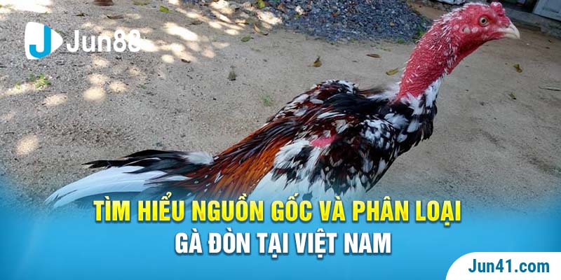 Tìm hiểu nguồn gốc và phân loại gà đòn tại Việt Nam
