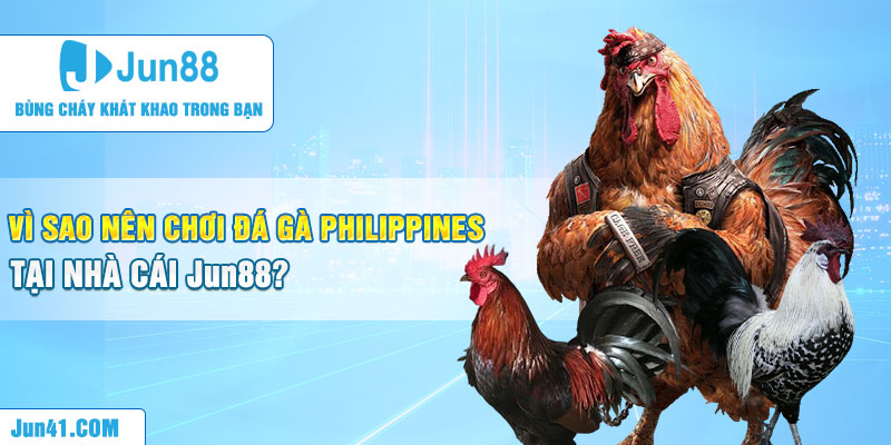 Vì sao nên chơi đá gà Philippines tại nhà cái Jun88?