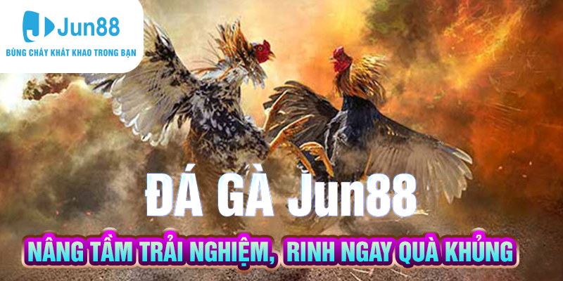 Đá gà Jun88 - Nâng Tầm Trải Nghiệm, Rinh Ngay Quà Khủng