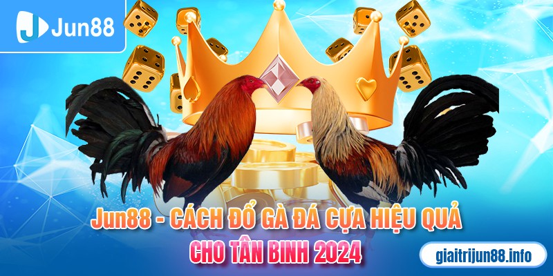 Jun88 - Cách Đổ Gà Đá Cựa Hiệu Quả Cho Tân Binh 2024